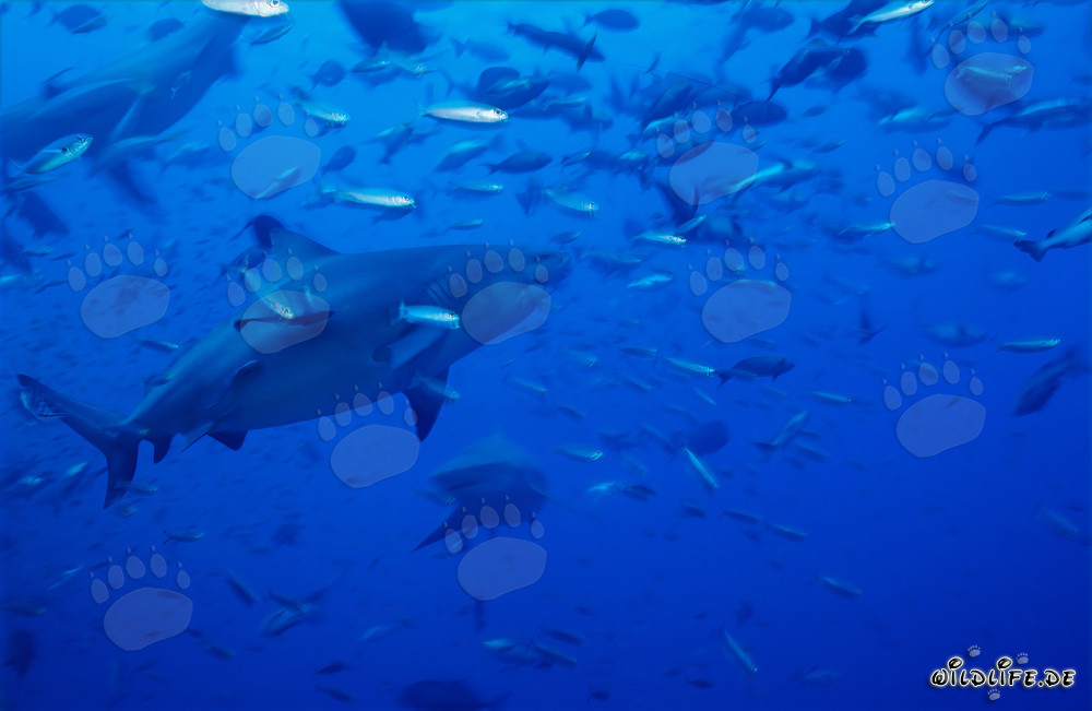 Impressionanti squali toro circondati da una varietà di pesci colorati