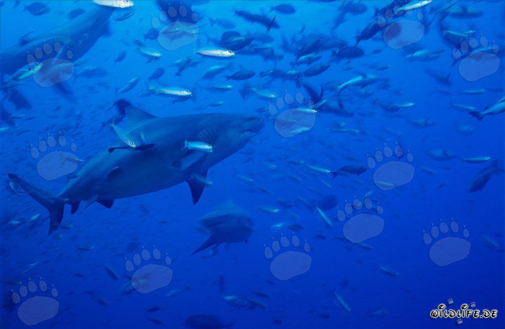 Impresionantes tiburones toro rodeados de una variedad de peces coloridos