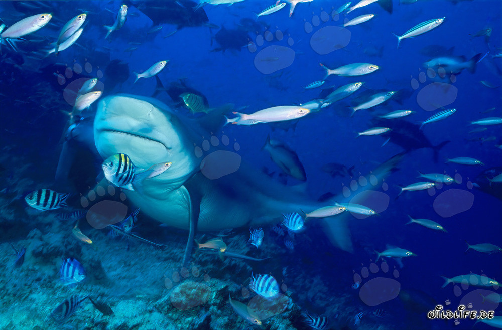 Impressive Bull Shark at Beqa Lagoon on Vitu Levu, Fiji