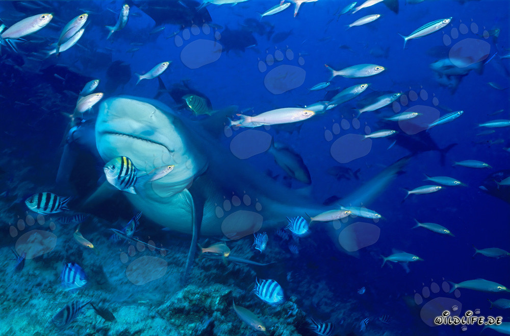 Impressionnant requin taureau dans la lagune de Beqa à Vitu Levu, Fidji