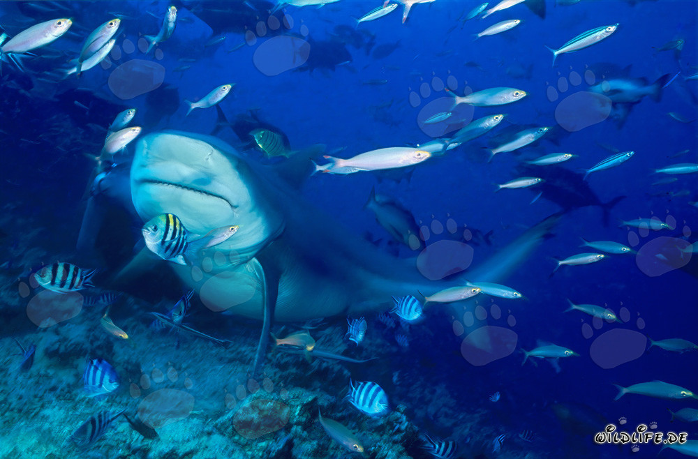 Impressionante squalo toro nella laguna di Beqa a Vitu Levu, Figi