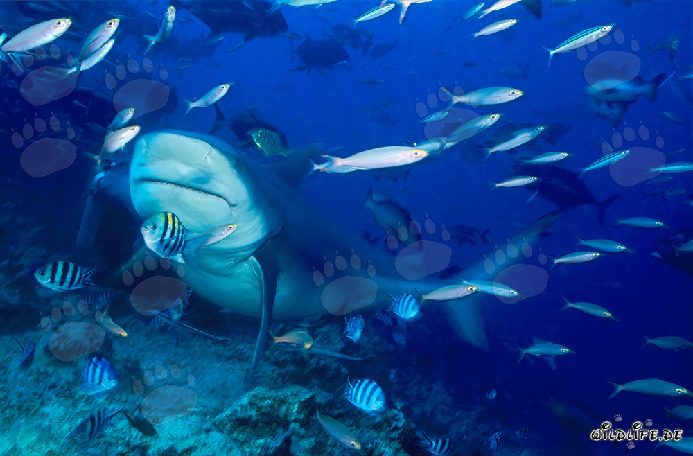 Impresionante tiburón toro en la laguna de Beqa en Vitu Levu, Fiyi