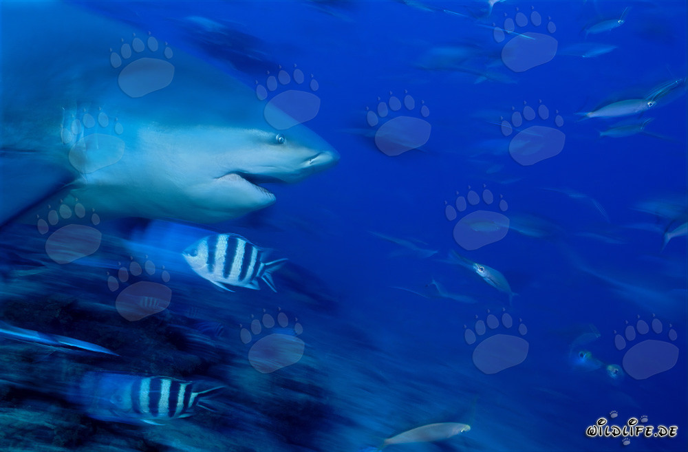 Impressive portrait of a Bull Shark