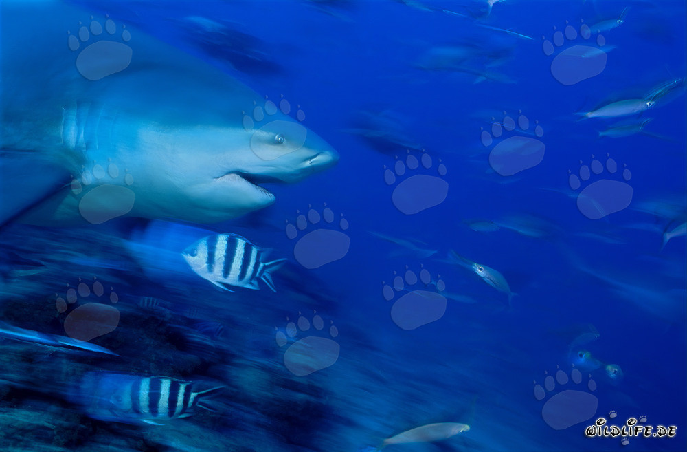 Portrait imposant d'un requin taureau