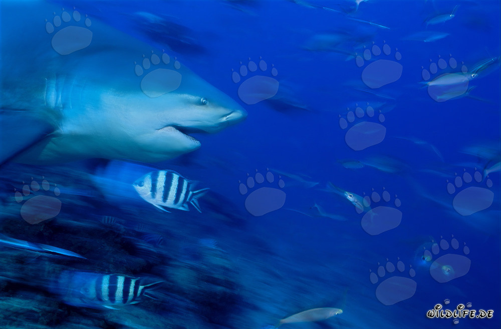 Retrato imponente de un tiburón toro