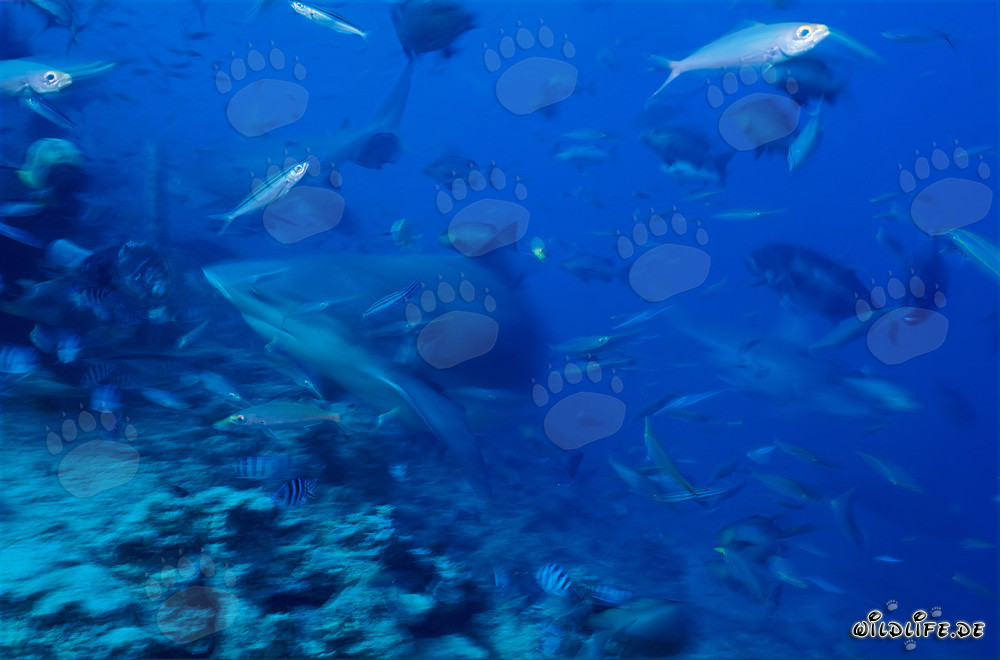 Fascinating Encounter: Bull Sharks Encircling Brave Divers