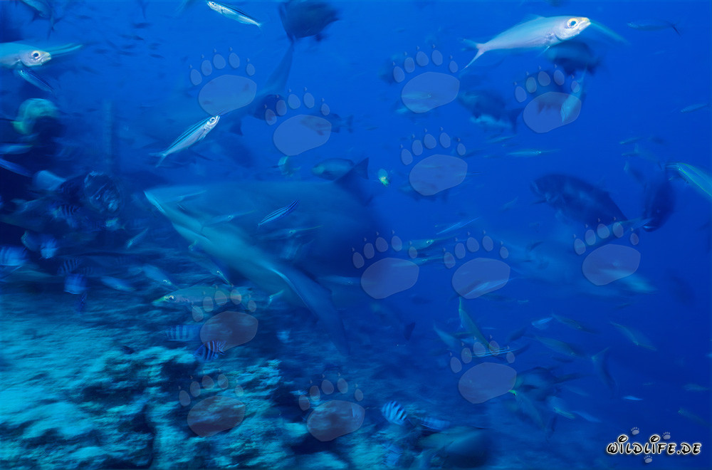 Rencontre fascinante : les requins taureaux entourent des plongeurs courageux