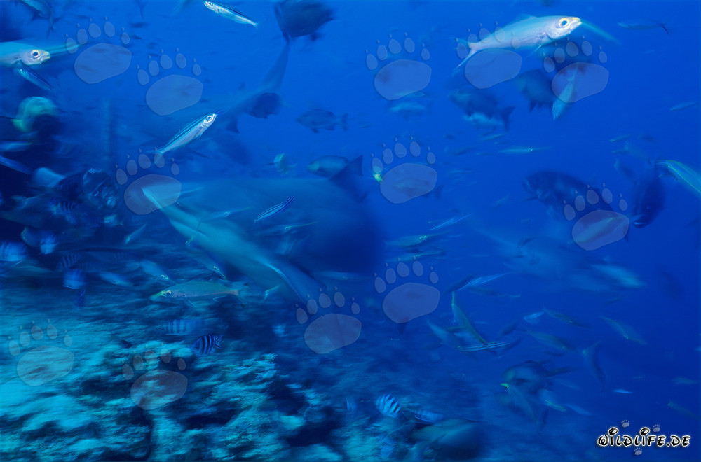 Incontro affascinante: gli squali toro circondano coraggiosi subacquei