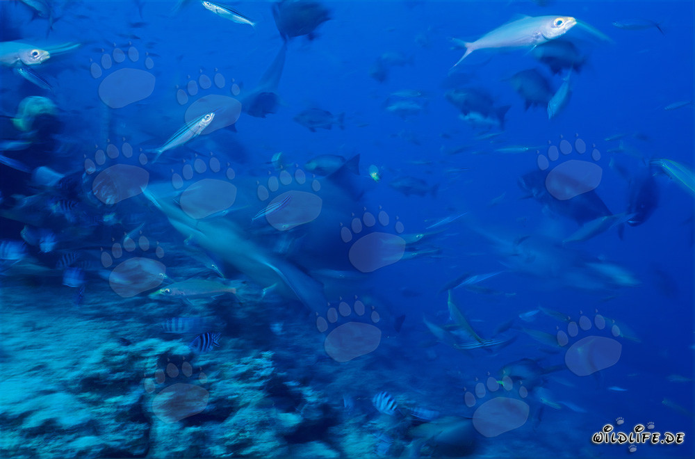 Encuentro fascinante: tiburones toro rodean a valientes buceadores