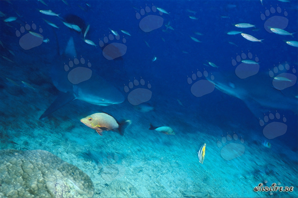 Bull sharks (Carcharhinus leucas)