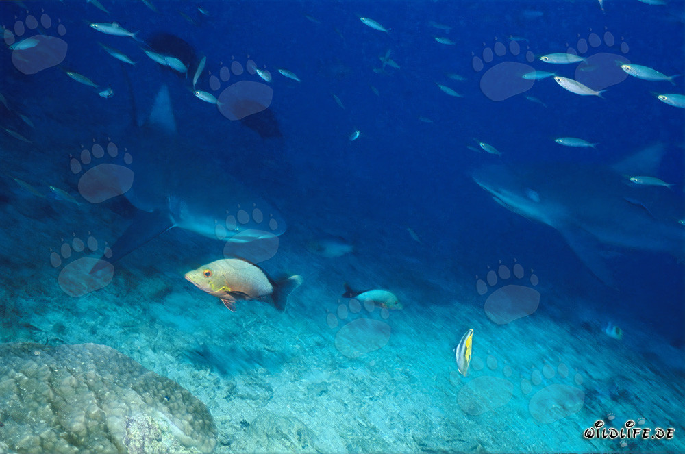 Dos tiburones toro en el arrecife