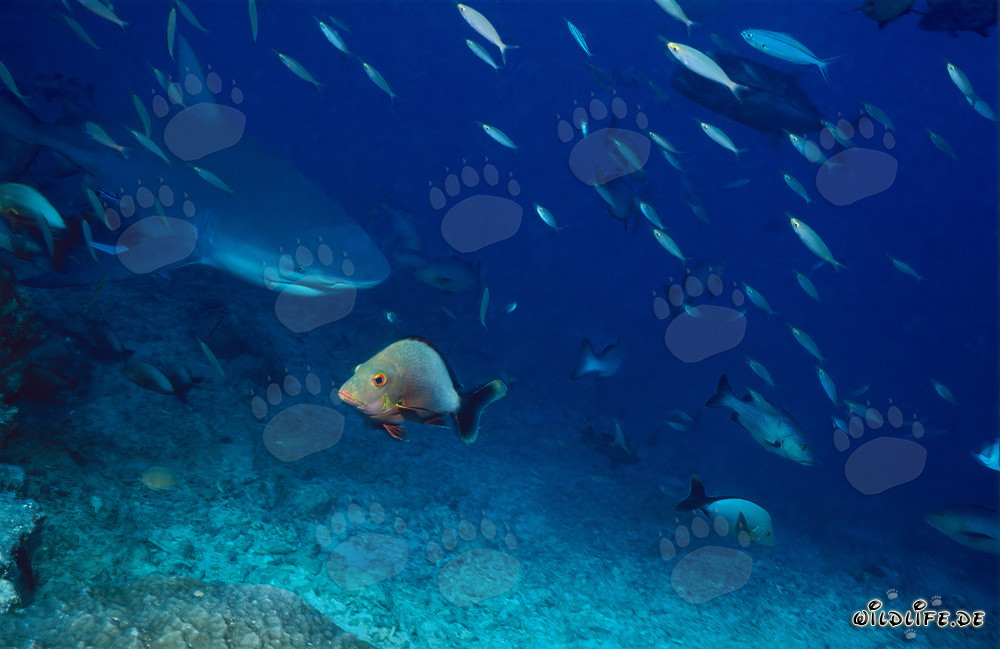 Bull shark explores the colorful coral reef