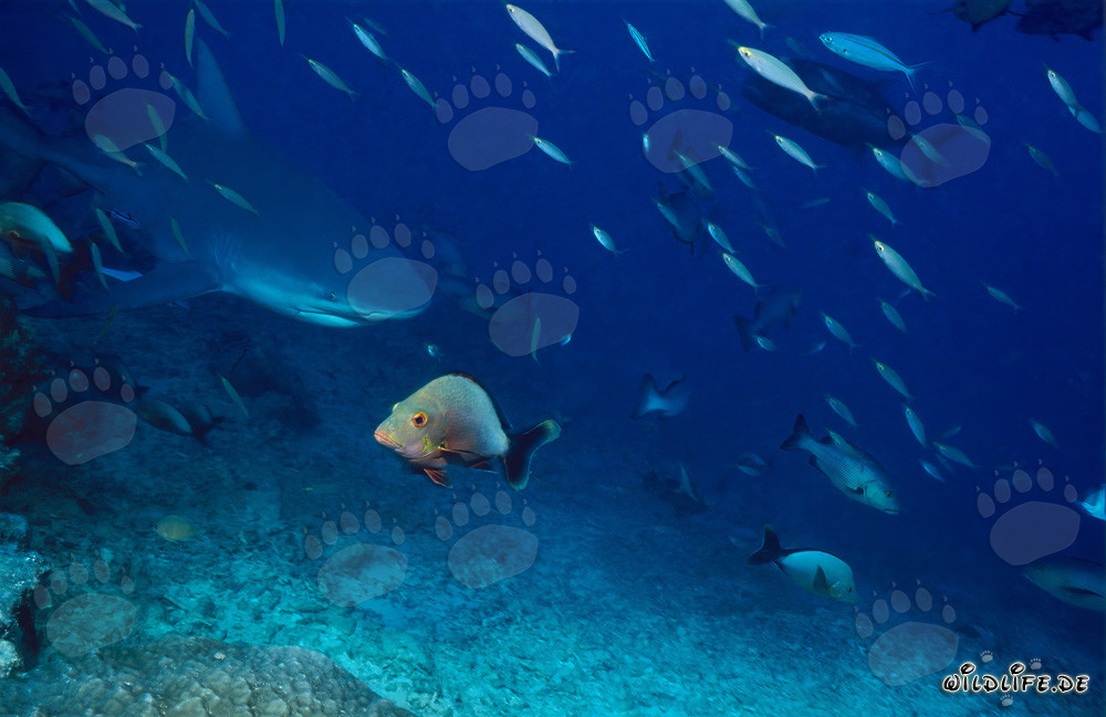 Tiburón toro explorando el colorido arrecife de coral
