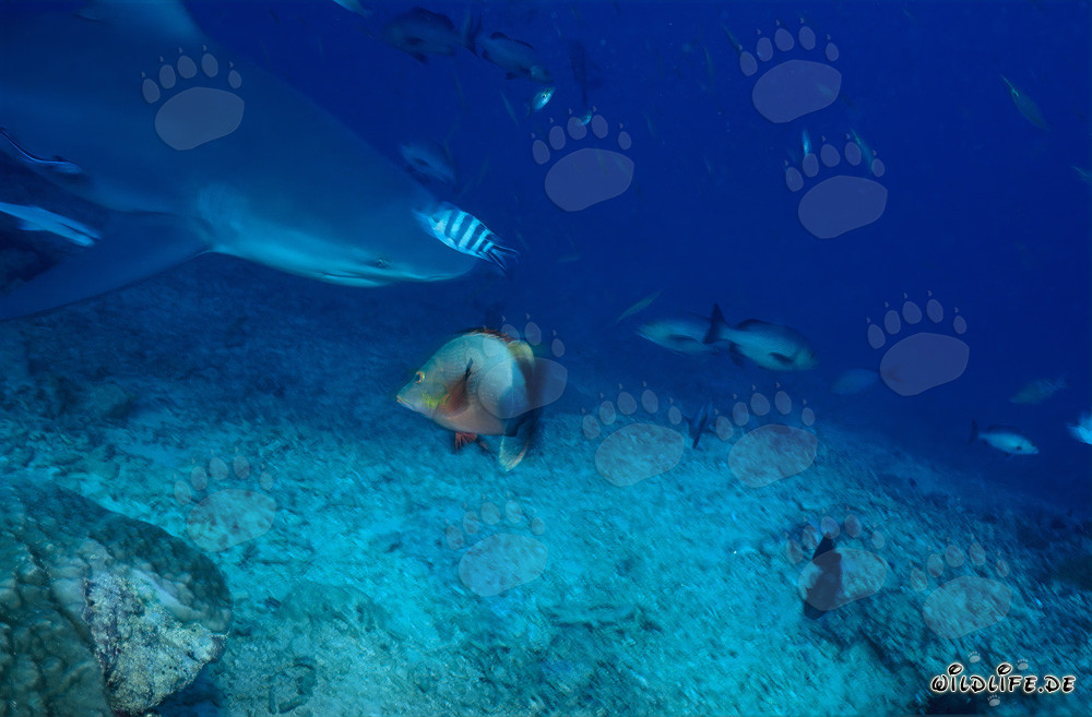 Bull Shark at the Shark Reef in Beqa Lagoon