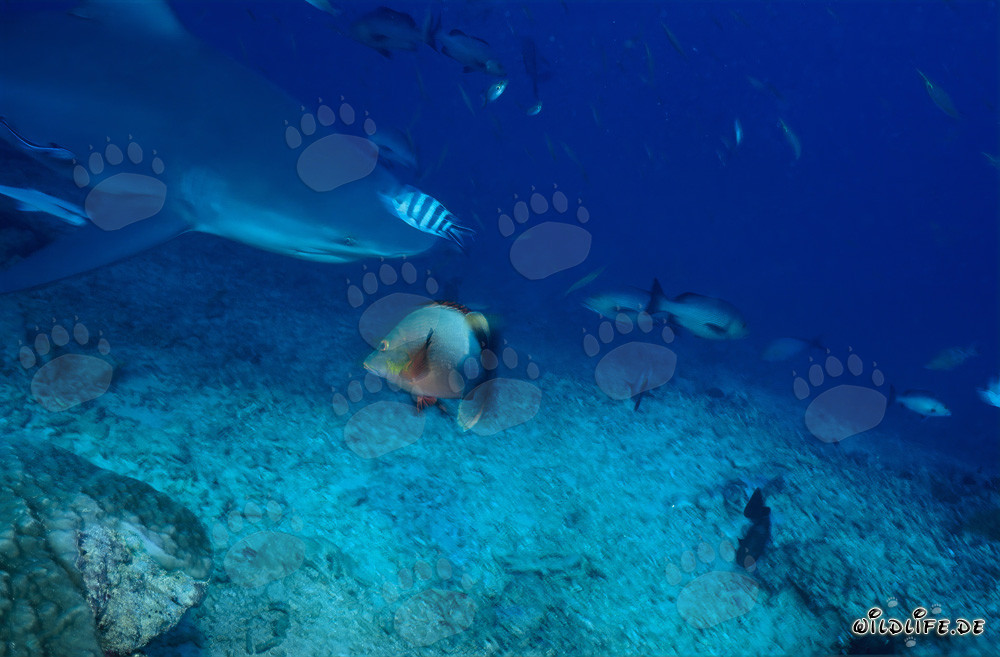 Bullenhai am Shark Reef in der Beqa Lagoon