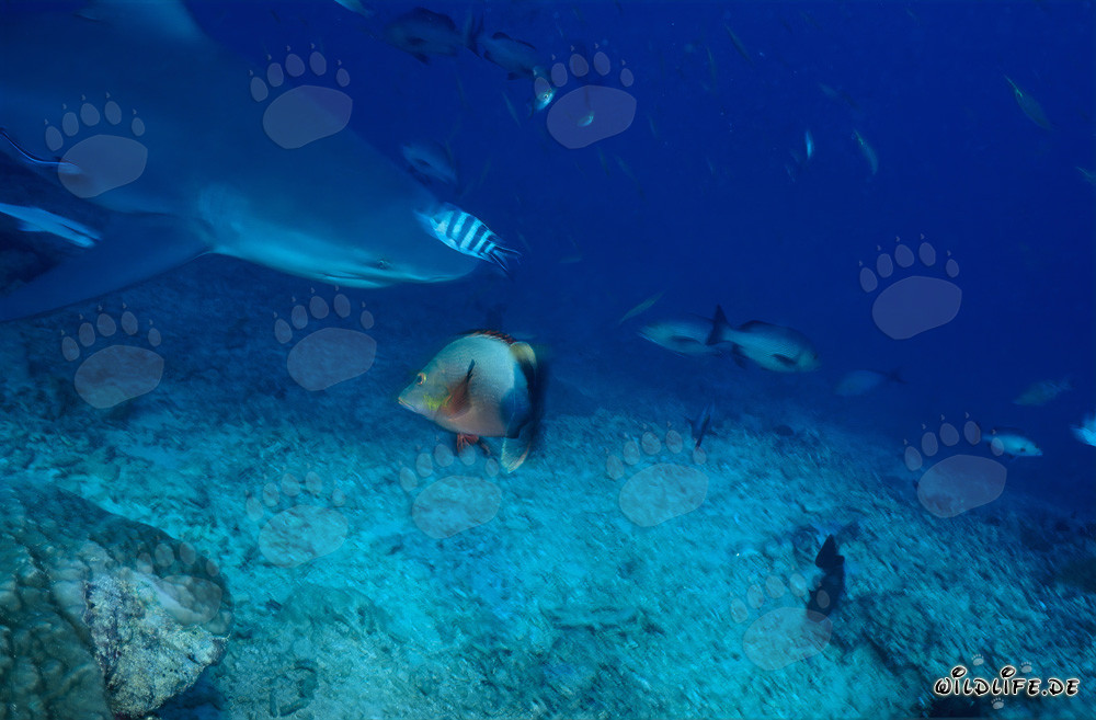 Requin taureau au Shark Reef dans le lagon de Beqa