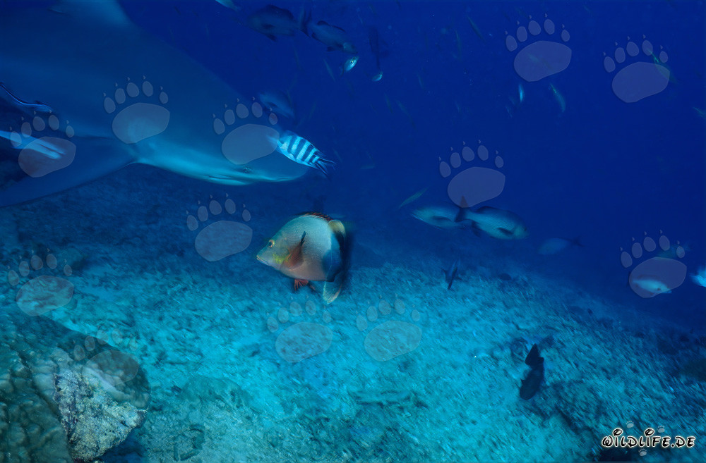 Squalo toro al Shark Reef nel lago di Beqa