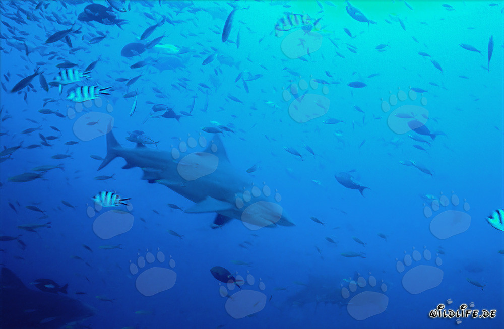 Imposanter Bullenhai vor Korallenriff in den Gewässern von Fiji