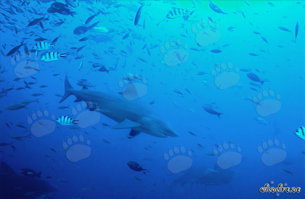 Requin taureau impressionnant devant un récif corallien dans les eaux de Fidji