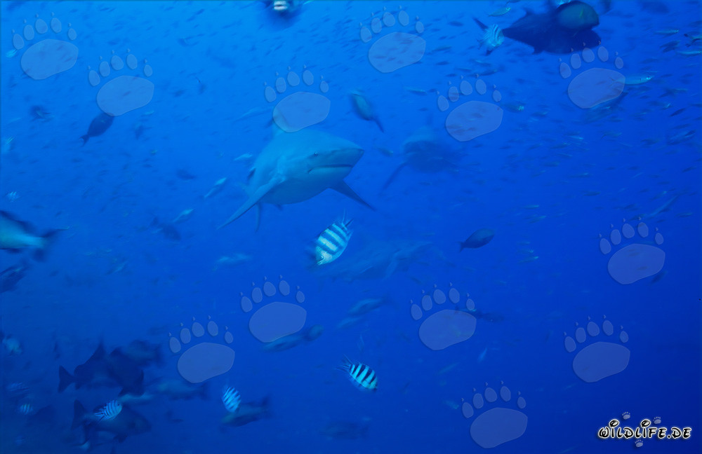 Impressive Bull Sharks surrounded by a variety of colorful fish