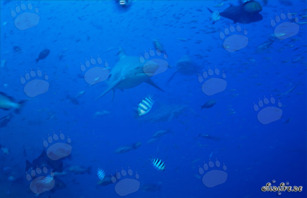 Imposante Bullenhaie umringt von einer Vielzahl bunter Fische
