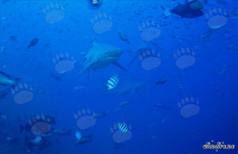 Impressionnants requins taureaux entourés d'une variété de poissons colorés
