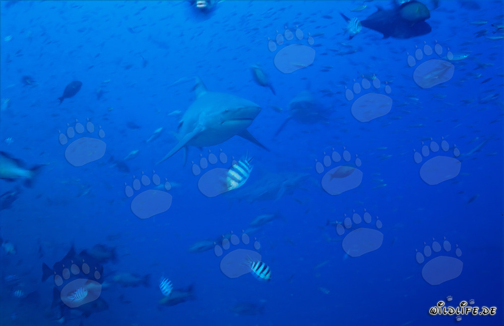 Impressionanti squali toro circondati da una varietà di pesci colorati