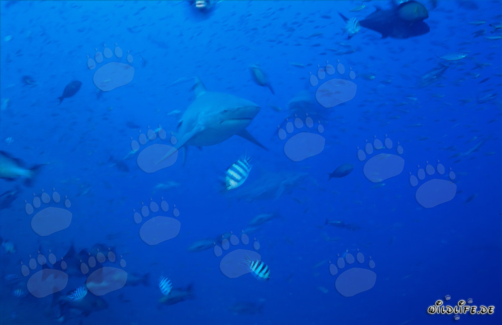 Impresionantes tiburones toro rodeados de una variedad de peces coloridos