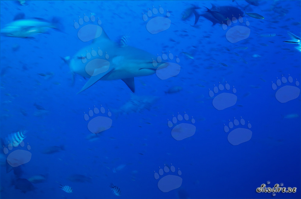Exploring Fascinating Bull Sharks and Their Habitats