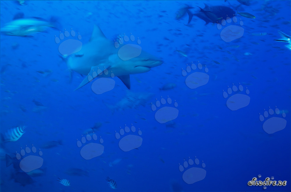 Esplorare i fascinosi squali toro e i loro habitat