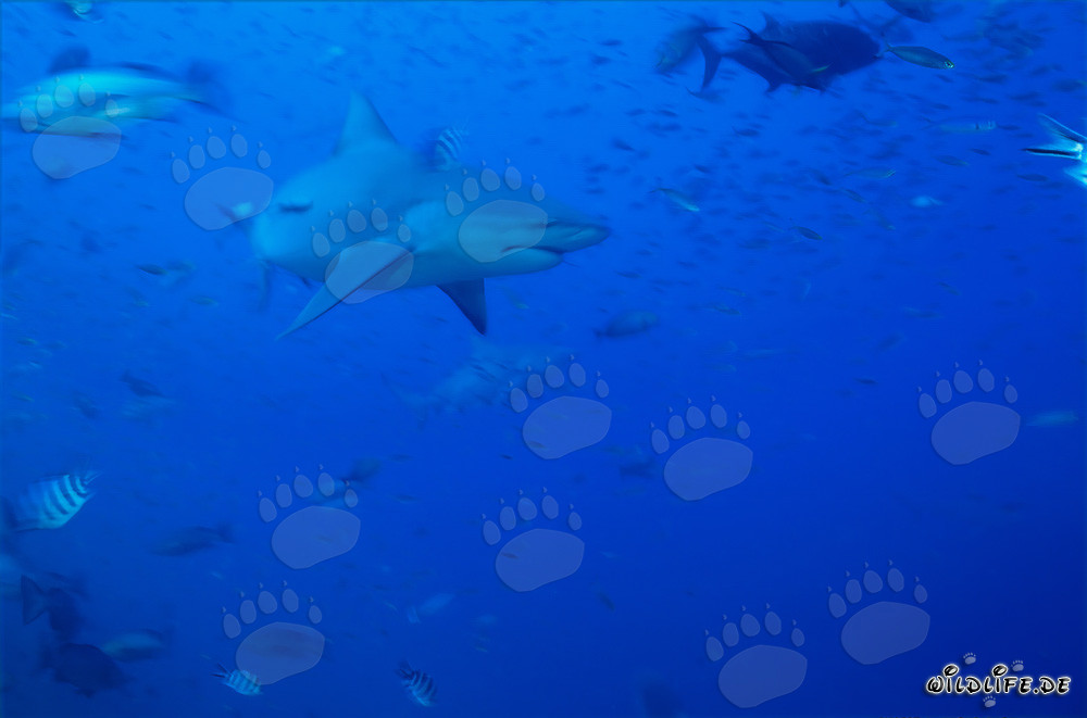 Explorando los fascinantes tiburones toro y sus hábitats