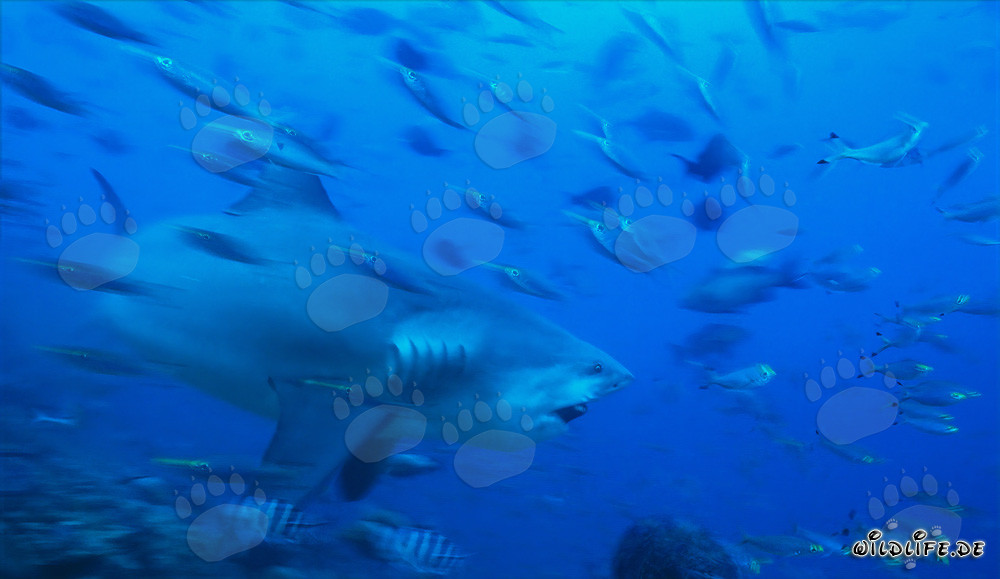 Impressive bull shark in the waters of Beqa Lagoon, Fiji