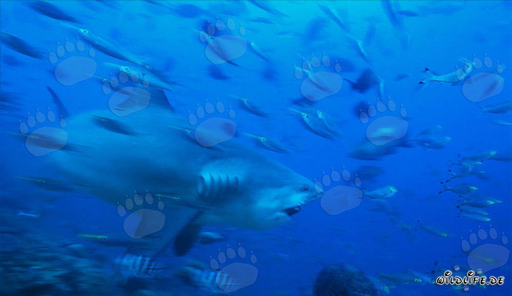 Imposanter Bullenhai in den Gewässern von Beqa Lagoon, Fiji