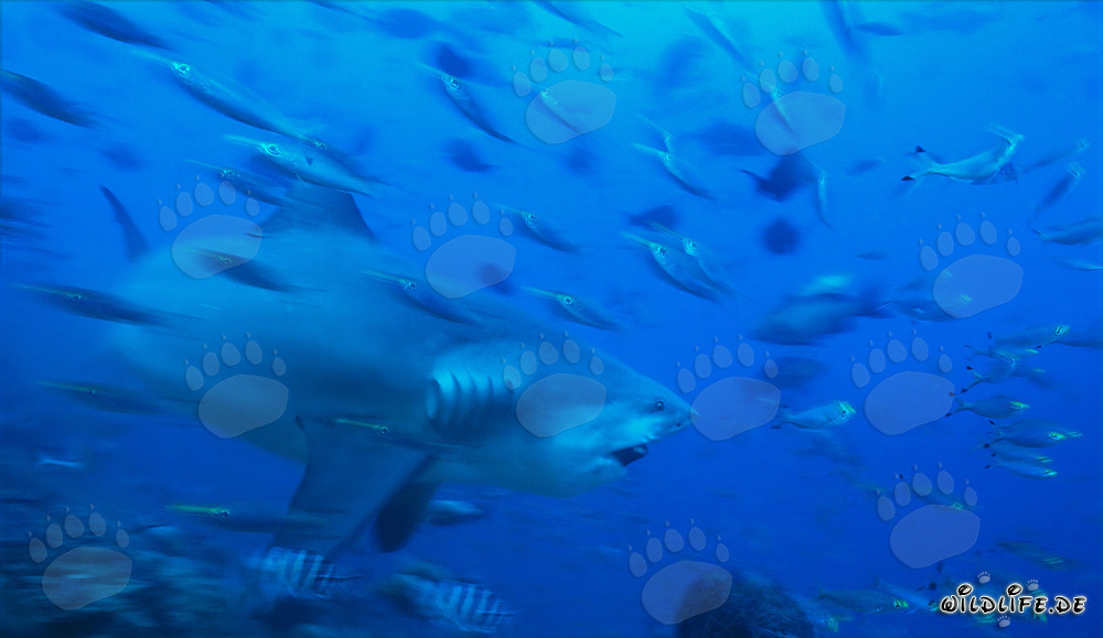 Impressionnant requin taureau dans les eaux de Beqa Lagoon, Fidji