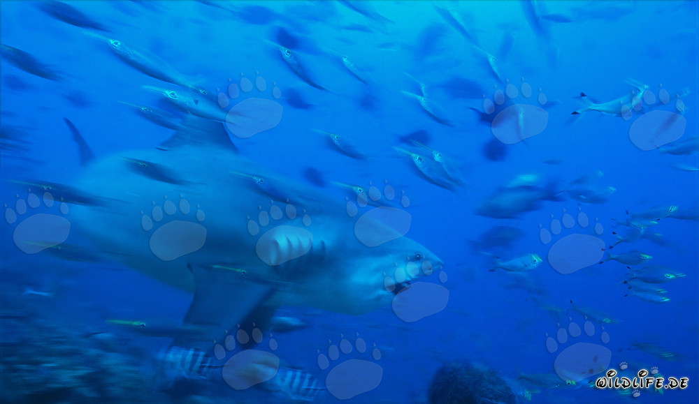 Maestoso squalo toro nelle acque di Beqa Lagoon, Figi