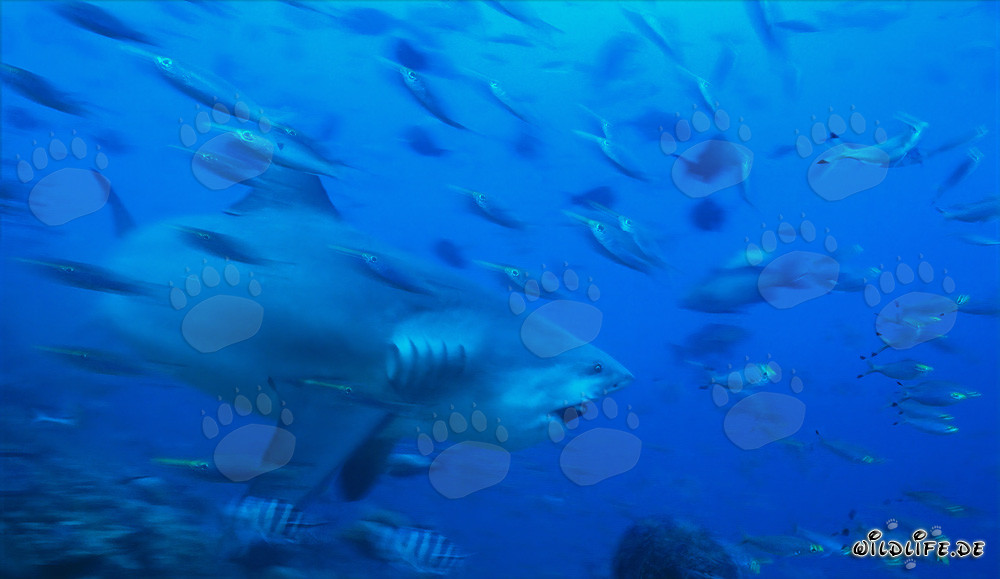 Impresionante tiburón toro en las aguas de Beqa Lagoon, Fiji
