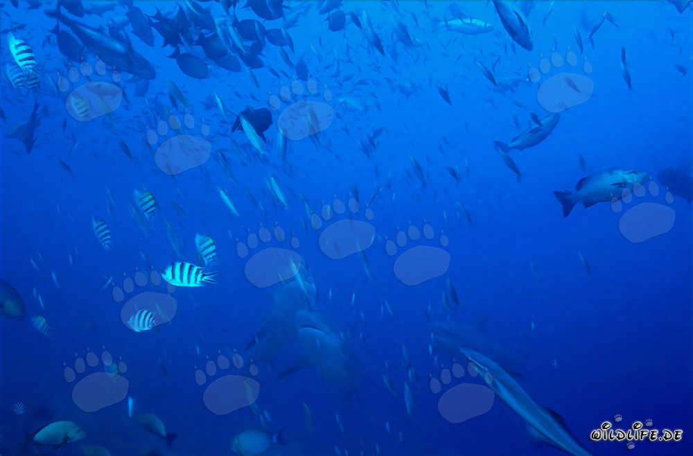 Requins taureaux fascinants lors de leur ascension verticale dans l'océan