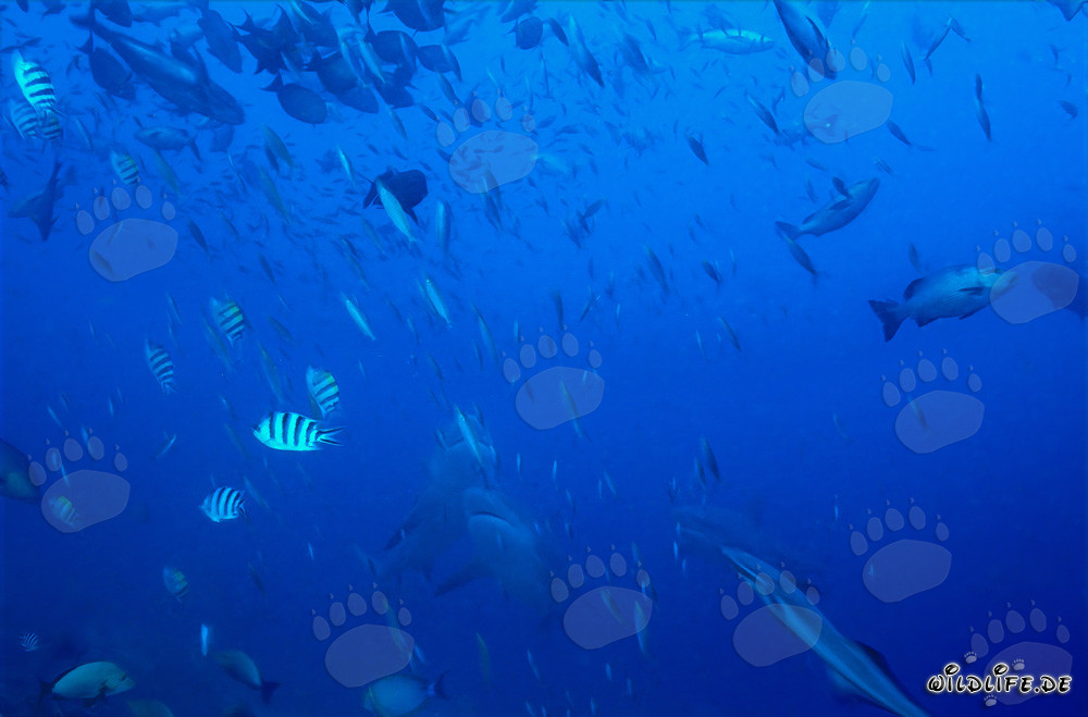 Affascinanti squali toro che salgono verticalmente nell'oceano