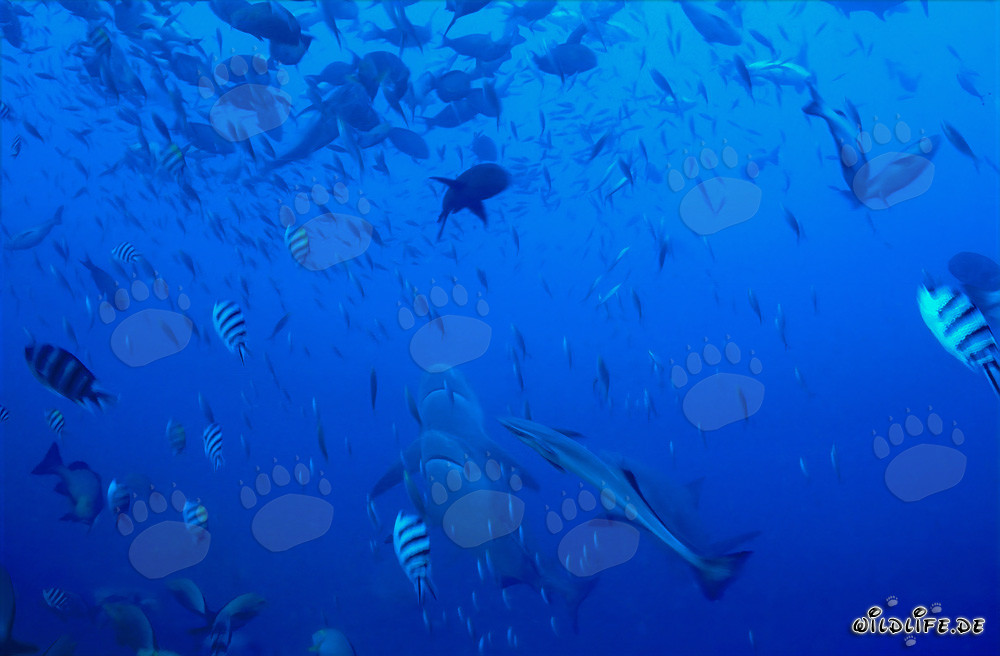 Impressive Bull Sharks Rise Vertically Upwards