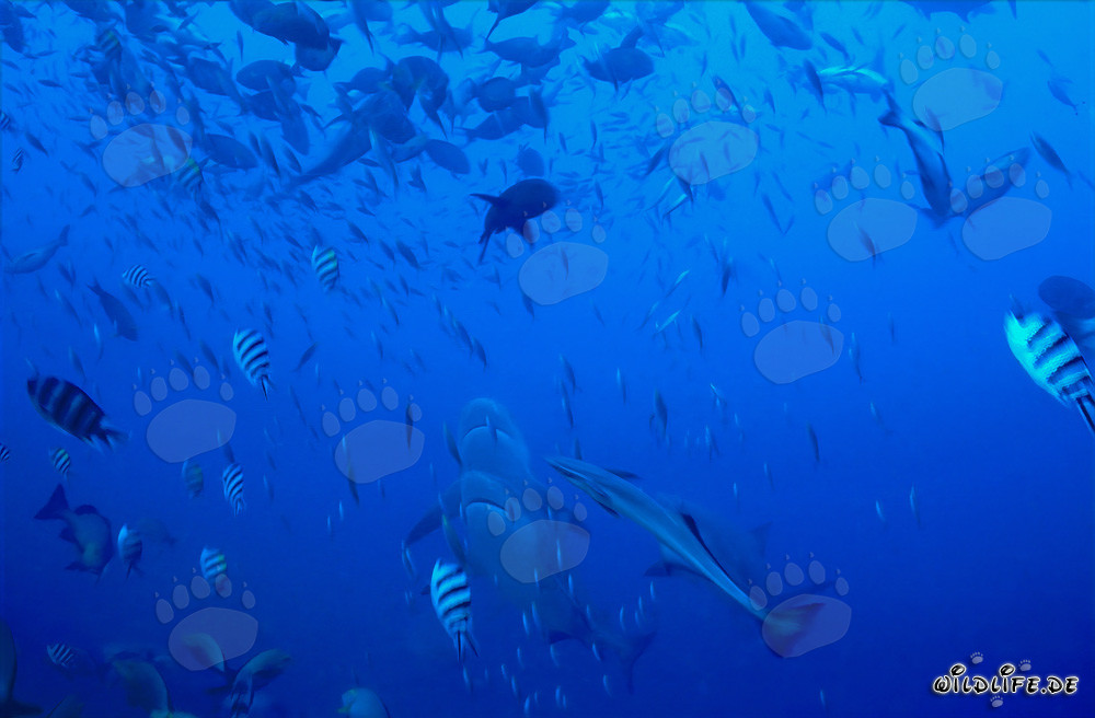 Imponenti squali toro si alzano verticalmente