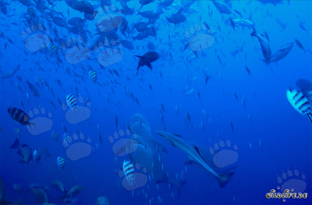 Impresionantes tiburones toro suben verticalmente