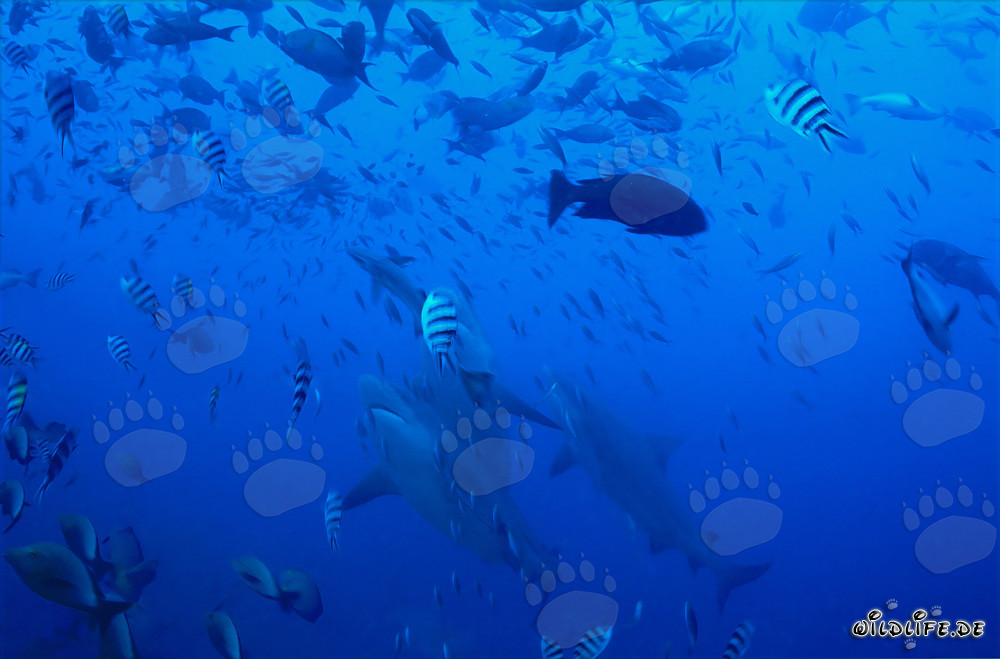 Majestic bull sharks ascending