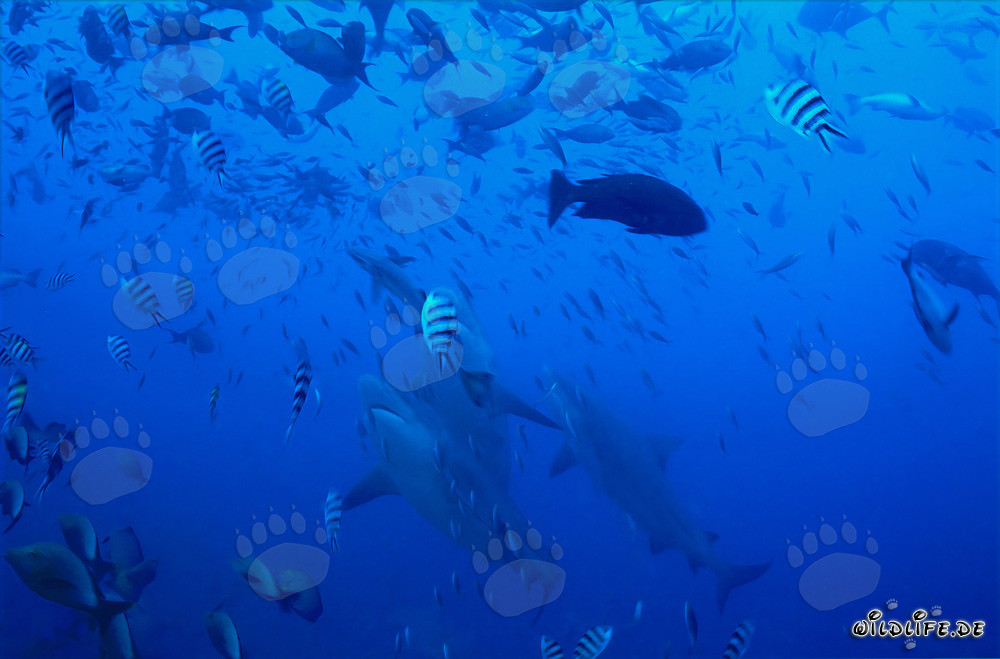 Requins taureaux majestueux en pleine ascension