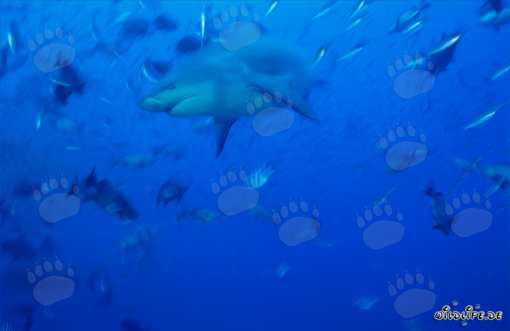 Fascinating Bull Shark swimming in the blue waters of the South Pacific