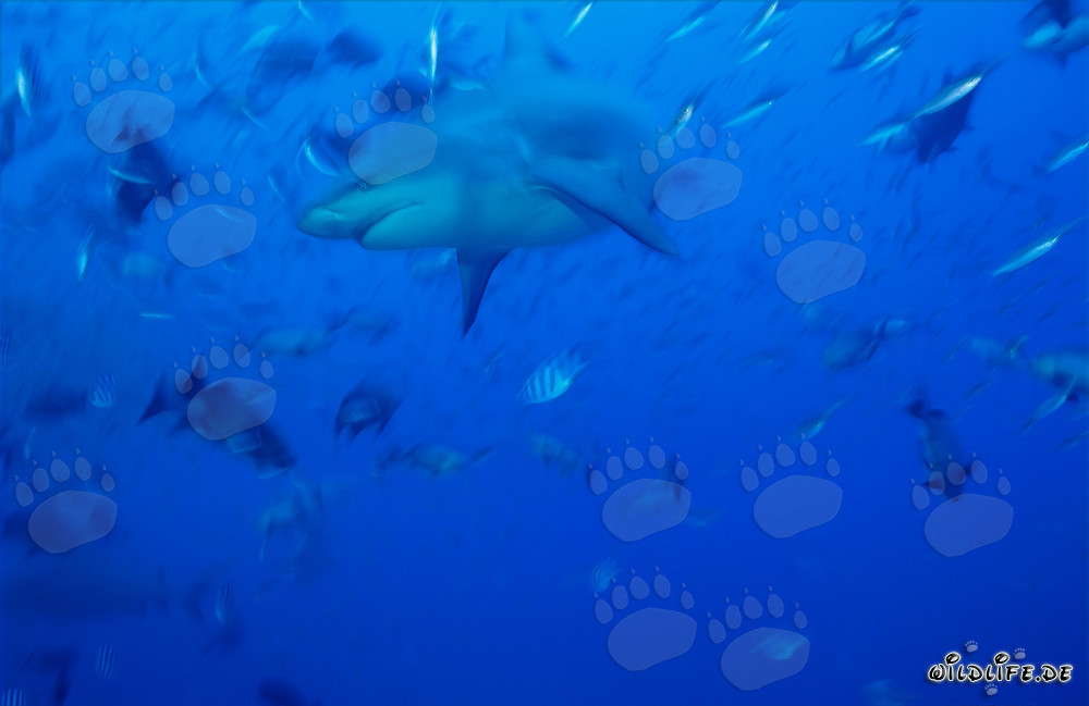 Faszinierender Bullenhai in den blauen Gewässern der Südsee schwimmend
