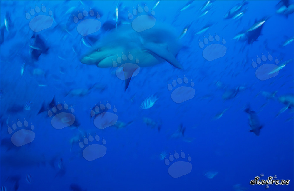 Requin taureau fascinant nageant dans les eaux bleues de la mer du Sud