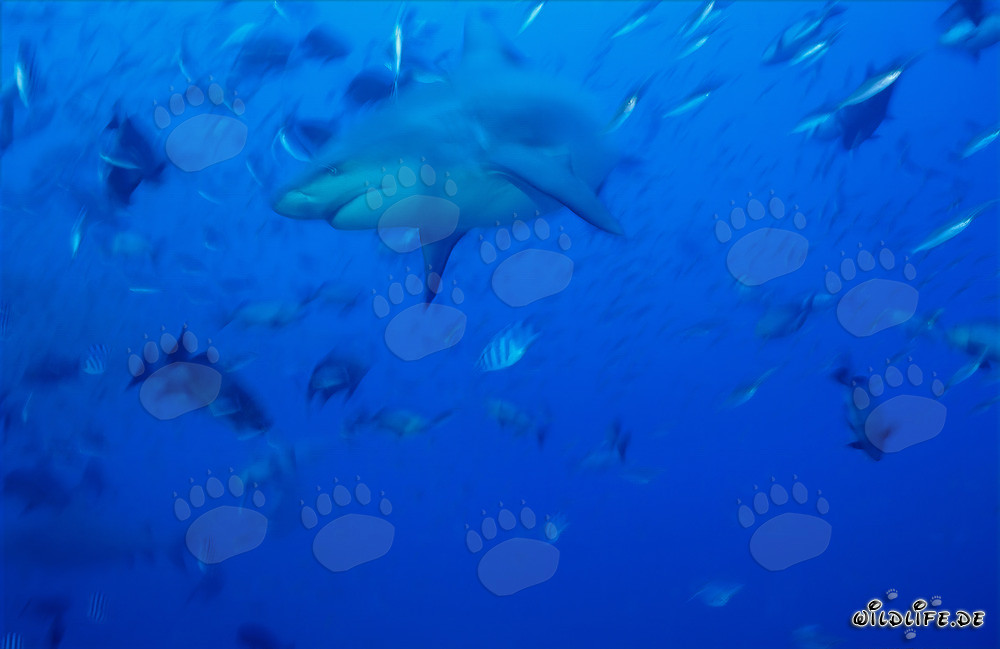 Affascinante squalo toro che nuota nelle acque blu del mare del Sud