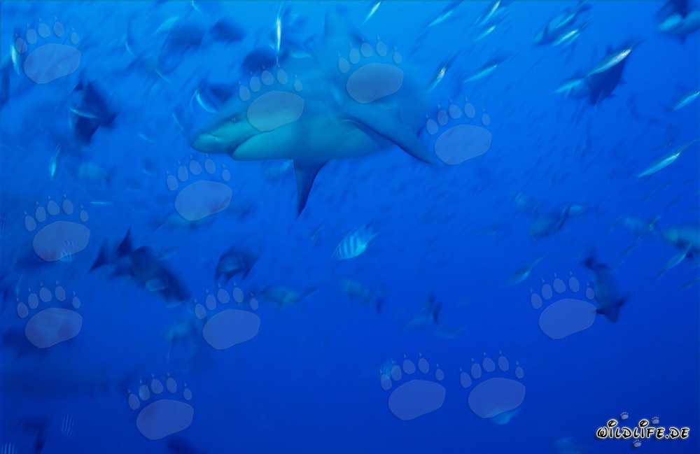 Fascinante tiburón toro nadando en las aguas azules del mar del Sur
