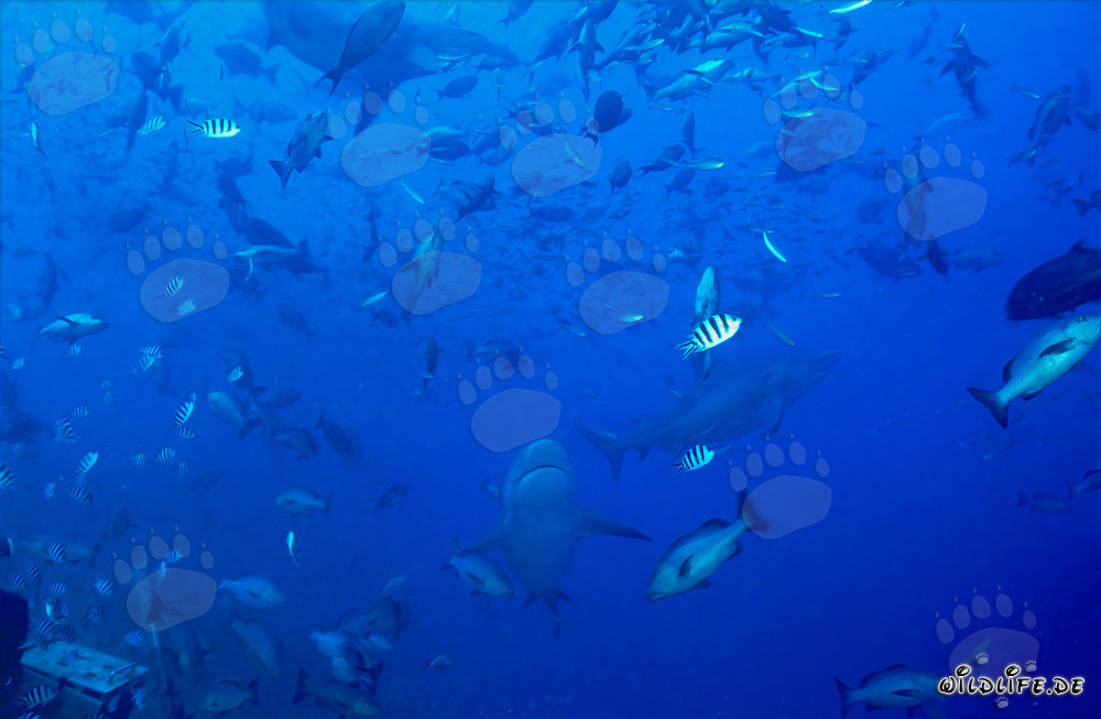 Fascinating coral fish and impressive bull sharks in Beqa Lagoon, Fiji