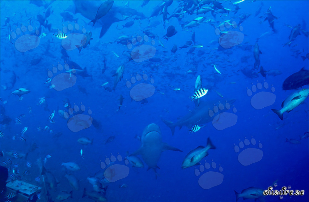 Faszinierende Korallenfische und beeindruckende Bullenhaie in der Beqa Lagune, Fiji